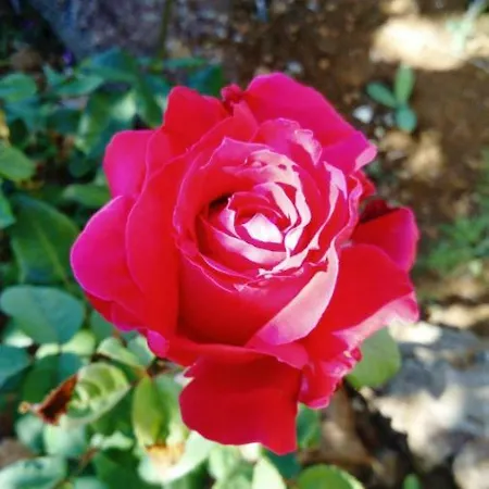 Lantställe El Limonero