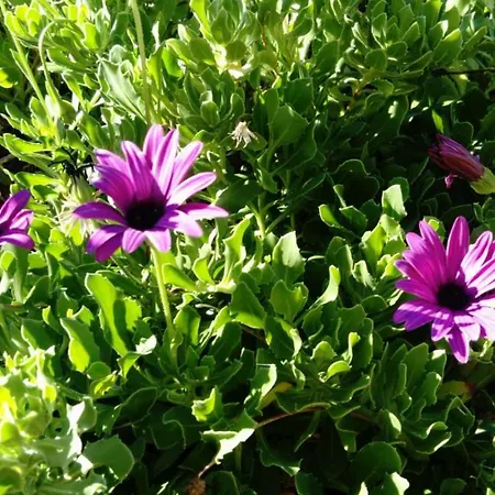 El Limonero * Garafía