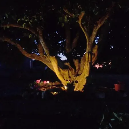 El Limonero Garafía